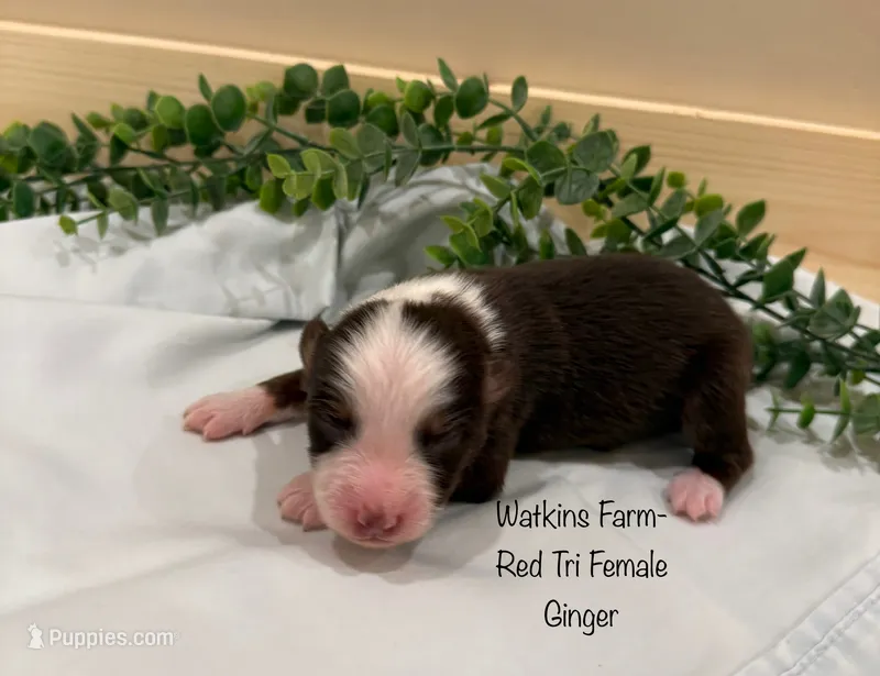 Ginger – Australian Shepherd puppy for sale in Rose Bud, AR