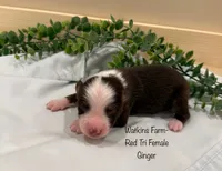 Ginger, a female Australian Shepherd for sale in Rose Bud, AR – 1 of 5