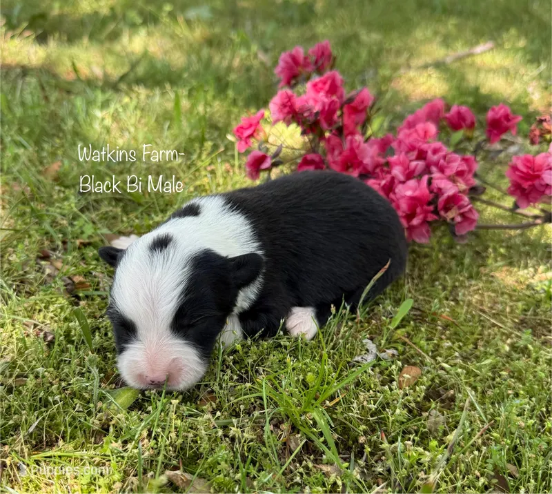 Timmy – Australian Shepherd puppy for sale in Rose Bud, AR