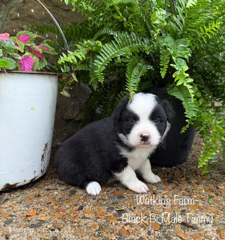 Timmy – Australian Shepherd puppy for sale in Rose Bud, AR
