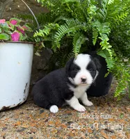 Timmy, a male Australian Shepherd for sale in Rose Bud, AR – 2 of 5