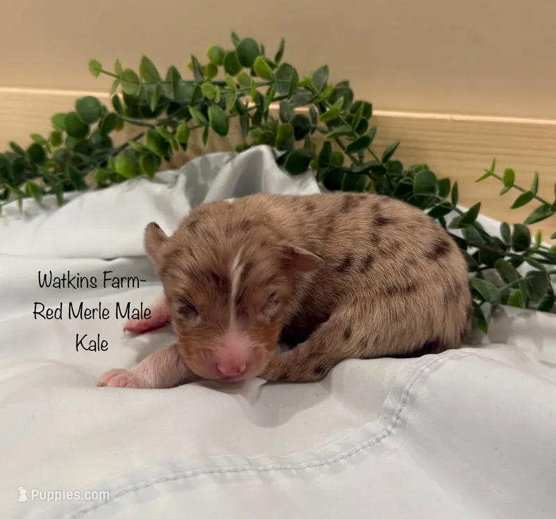 Kale – Australian Shepherd puppy for sale in Rose Bud, AR