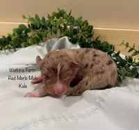 Kale, a male Australian Shepherd for sale in Rose Bud, AR – 1 of 5
