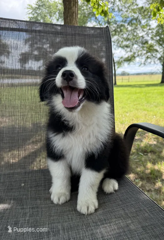 Timmy – Australian Shepherd puppy for sale in Rose Bud, AR