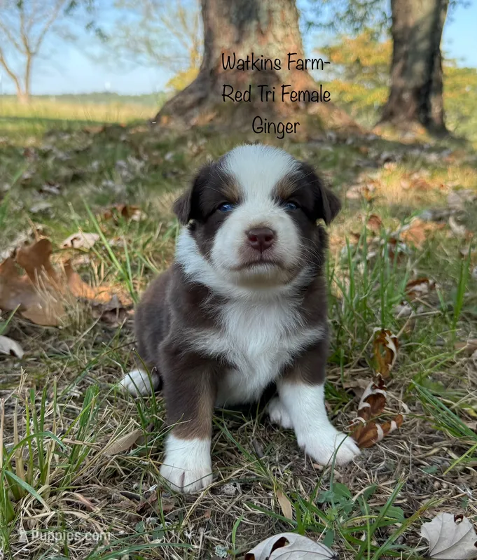 Ginger – Australian Shepherd puppy for sale in Rose Bud, AR