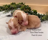 Peach, a female Australian Shepherd for sale in Rose Bud, AR – 2 of 5