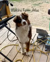 Cookie, a female Australian Shepherd for sale in Rose Bud, AR – 4 of 5