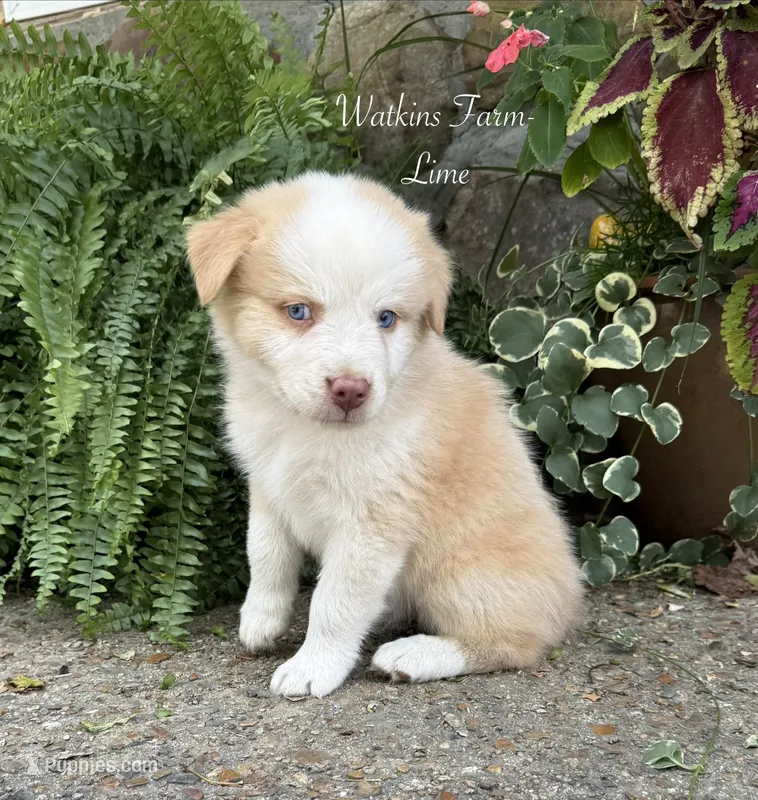 Lime – Australian Shepherd puppy for sale in Rose Bud, AR