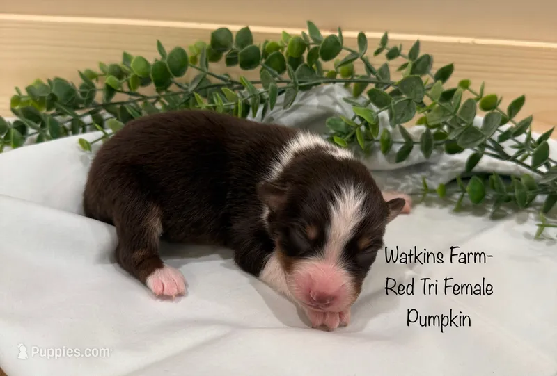 Pumpkin – Australian Shepherd puppy for sale in Rose Bud, AR