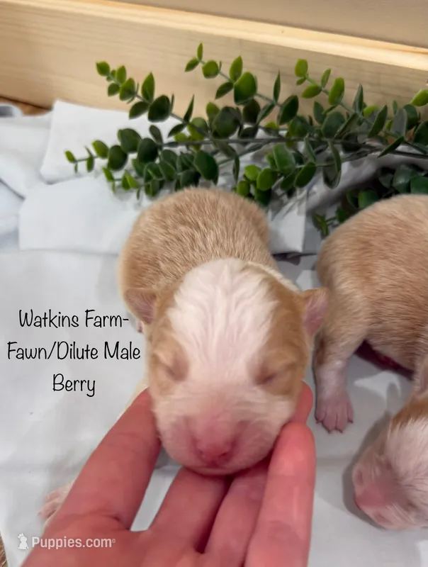 Berry – Australian Shepherd puppy for sale in Rose Bud, AR