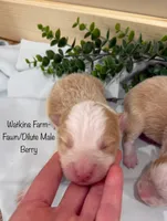 Berry, a male Australian Shepherd for sale in Rose Bud, AR – 1 of 5