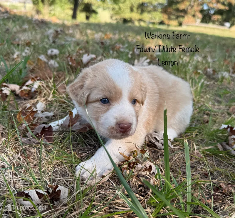 Lemon – Australian Shepherd puppy for sale in Rose Bud, AR