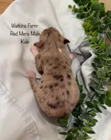 Kale, a male Australian Shepherd for sale in Rose Bud, AR – 2 of 5