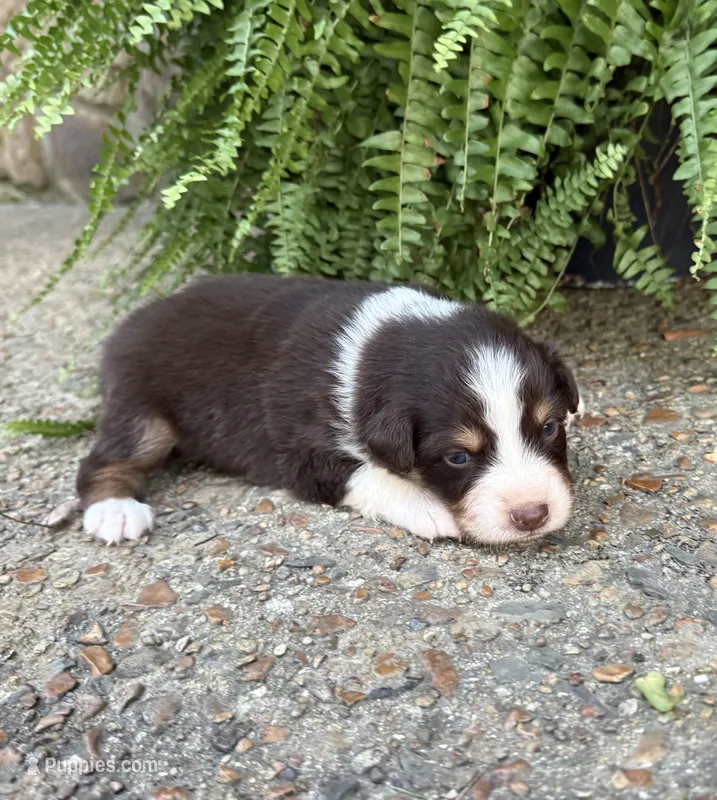 Pumpkin – Australian Shepherd puppy for sale in Rose Bud, AR