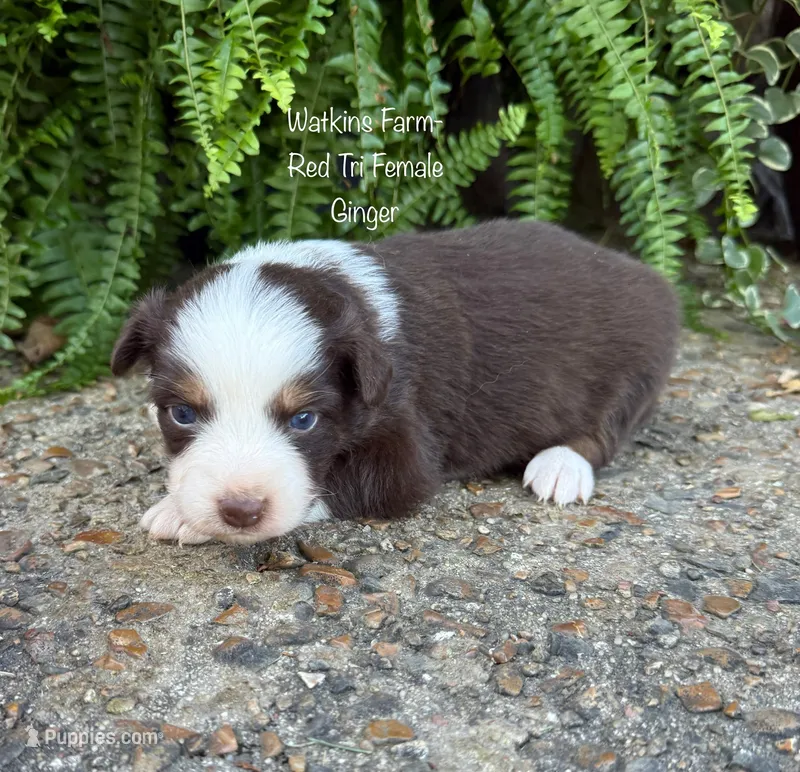 Ginger – Australian Shepherd puppy for sale in Rose Bud, AR