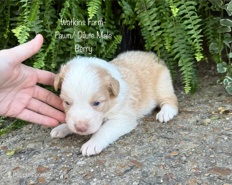 Berry – Australian Shepherd puppy for sale in Rose Bud, AR