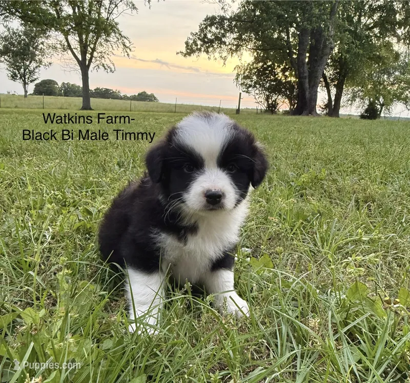 Timmy – Australian Shepherd puppy for sale in Rose Bud, AR
