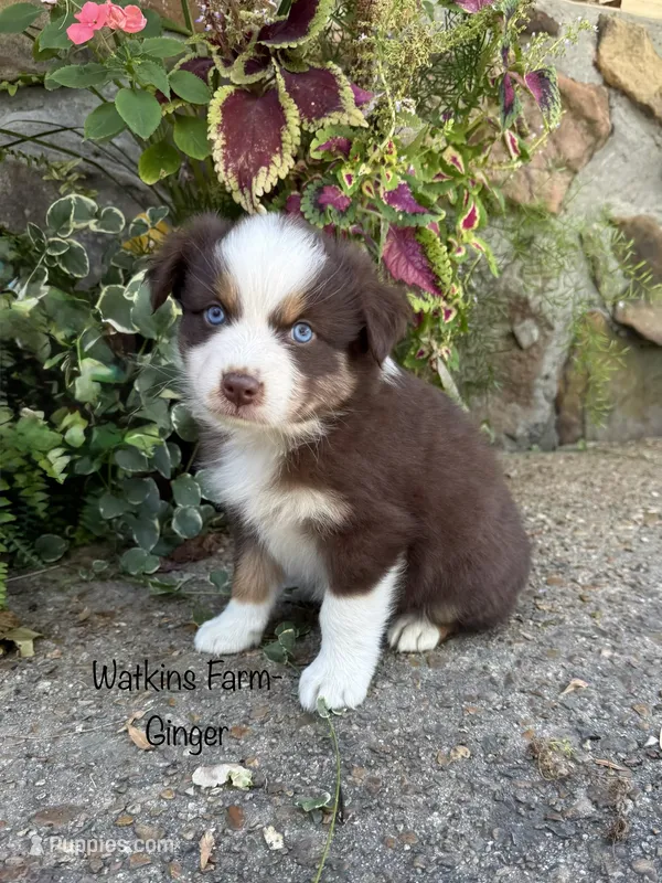Ginger – Australian Shepherd puppy for sale in Rose Bud, AR