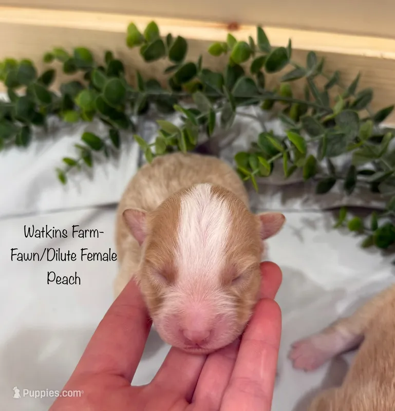 Peach – Australian Shepherd puppy for sale in Rose Bud, AR