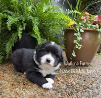 Tank, a male Australian Shepherd for sale in Rose Bud, AR – 2 of 5