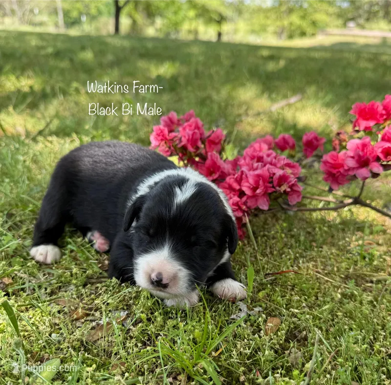 Tank, a male Australian Shepherd for sale in Rose Bud, AR – Photo 1 of 3