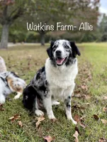 Tank, a male Australian Shepherd for sale in Rose Bud, AR – Photo 2 of 3