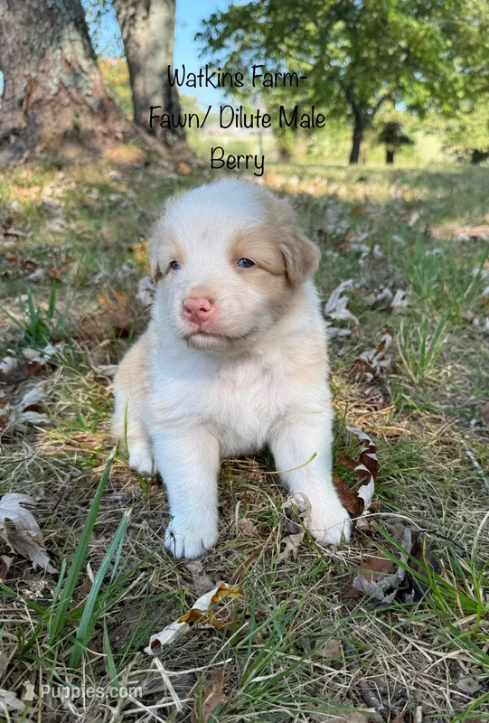 Berry – Australian Shepherd puppy for sale in Rose Bud, AR