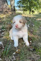 Berry, a male Australian Shepherd for sale in Rose Bud, AR – 2 of 5