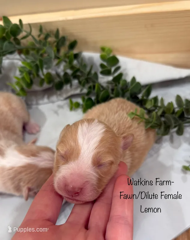 Lemon – Australian Shepherd puppy for sale in Rose Bud, AR