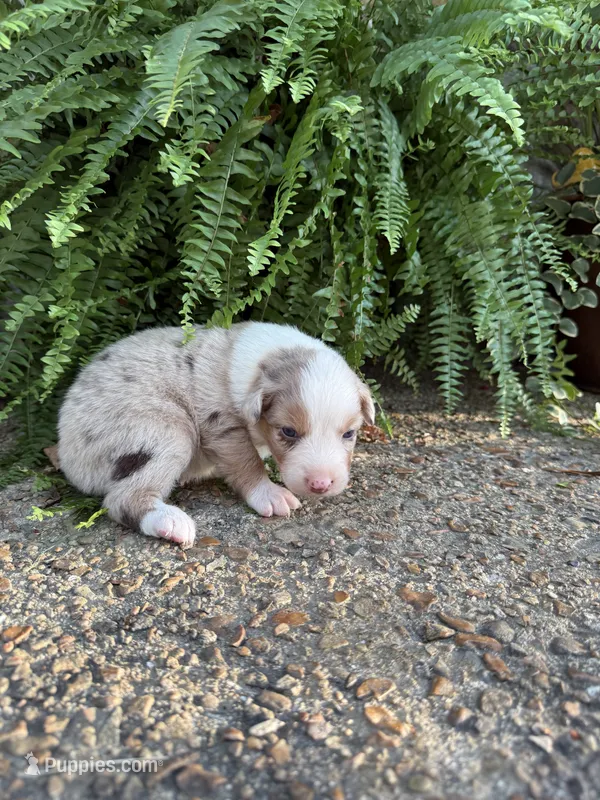 Cookie – Australian Shepherd puppy for sale in Rose Bud, AR