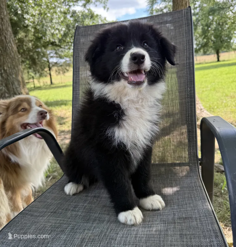 Tank – Australian Shepherd puppy for sale in Rose Bud, AR