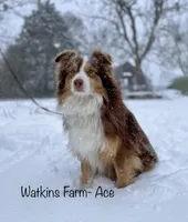 Ruby, a female Australian Shepherd for sale in Rose Bud, AR – Photo 2 of 3