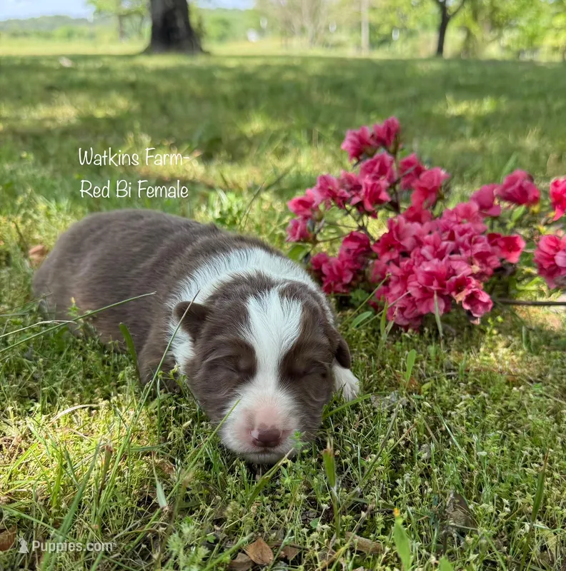 Ruby – Australian Shepherd puppy for sale in Rose Bud, AR