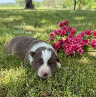 Ruby, a female Australian Shepherd for sale in Rose Bud, AR – Photo 1 of 3