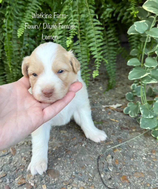 Lemon – Australian Shepherd puppy for sale in Rose Bud, AR