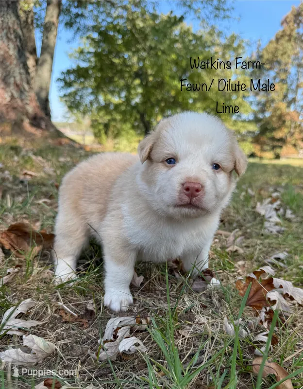 Lime – Australian Shepherd puppy for sale in Rose Bud, AR
