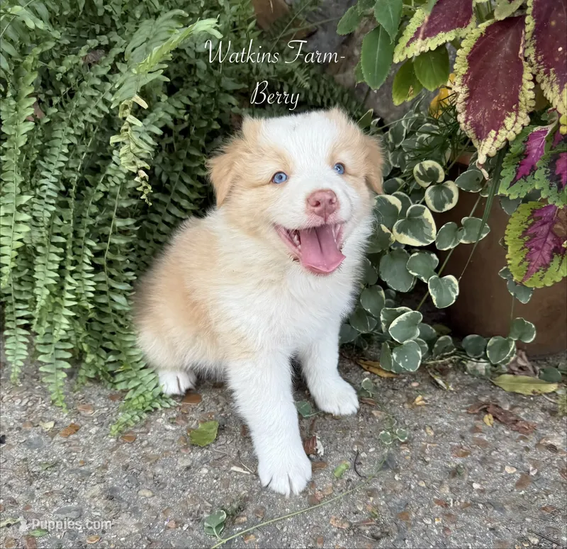 Berry – Australian Shepherd puppy for sale in Rose Bud, AR
