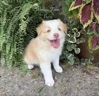 Berry, a male Australian Shepherd for sale in Rose Bud, AR – 1 of 5