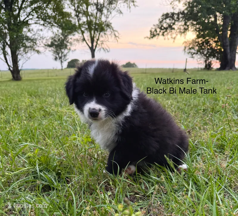Tank – Australian Shepherd puppy for sale in Rose Bud, AR