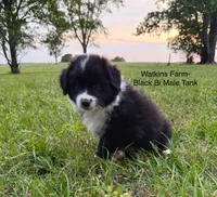 Tank, a male Australian Shepherd for sale in Rose Bud, AR – 1 of 5