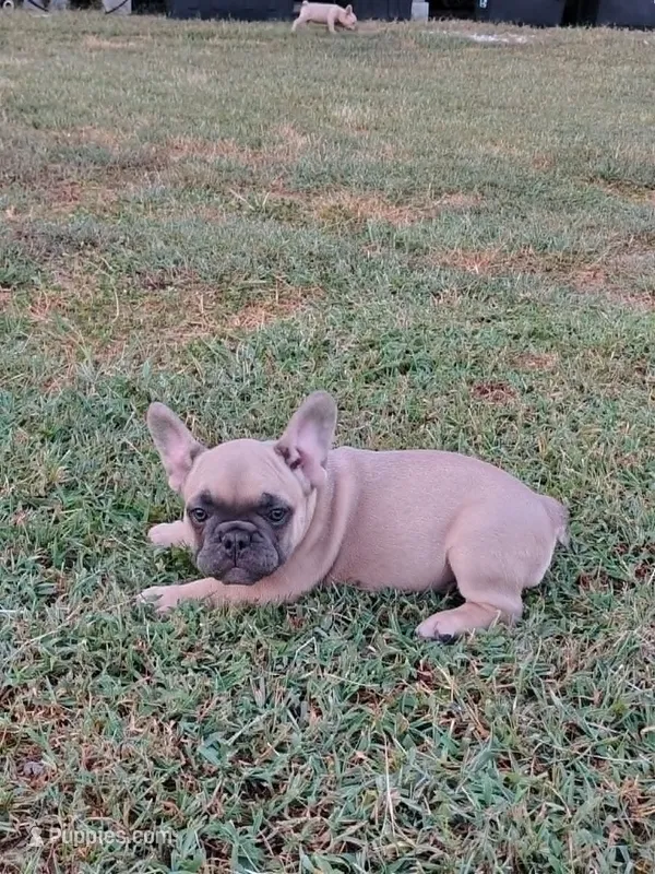 Chunk – French Bulldog puppy for sale in Diamond, MO