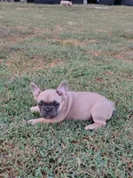 Chunk, a male French Bulldog for sale in Diamond, MO – 1 of 4