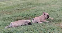 Chunk, a male French Bulldog for sale in Diamond, MO – 4 of 4