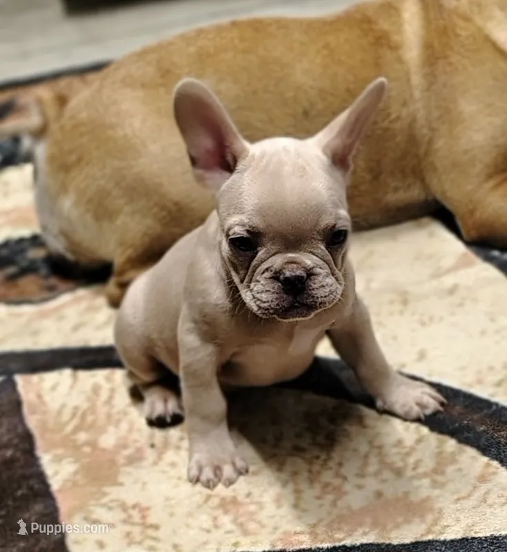 Runty – French Bulldog puppy for sale in Diamond, MO
