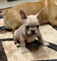 Runty, a female French Bulldog for sale in Diamond, MO – 1 of 2