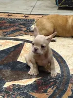 Runty, a female French Bulldog for sale in Diamond, MO – 2 of 2