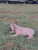 Chunk, a male French Bulldog for sale in Diamond, MO – 3 of 4