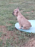 Chunk, a male French Bulldog for sale in Diamond, MO – 2 of 4