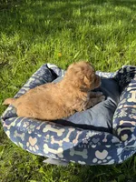 Red Boy, a male Yorkipoo and Yorkshire Terrier for sale in Rochester, NY – 3 of 4