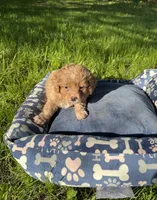 Red Boy, a male Yorkipoo and Yorkshire Terrier for sale in Rochester, NY – 4 of 4